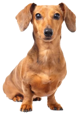 Sitting Brown Dachshund Dog Graphic PNG