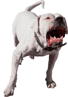 Angry Dogo Argentino Barking Dog Clipart