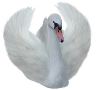 Beautiful Elegant White Swan Swimming Free Clipart