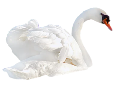 Beautiful White Swan Bird PNG Image