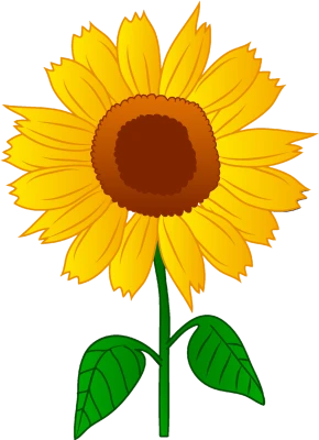 Beautiful Yellow Sunflower Drawing Illustration Free PNG
