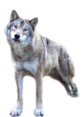 Gray Wolf Standing Transparent Background
