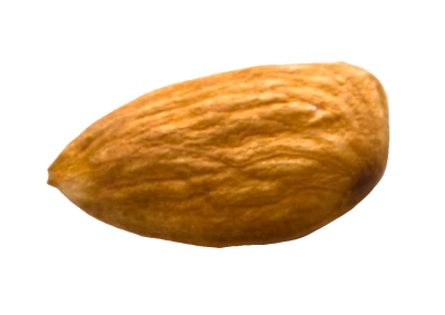 Single Raw Almond Nut Clipart