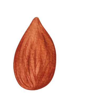 Watercolor Almond Illustration Transparent Background