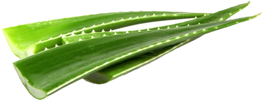 Fresh Aloe Vera Leaves Free PNG
