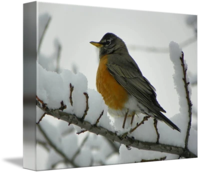 American Robin Bird On Snowy Branch Canvas Transparent Background