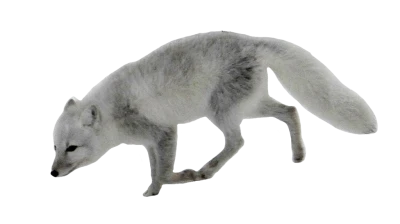 Arctic Fox Running Wildlife Free PNG