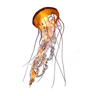 Orange Jellyfish Illustration Free PNG