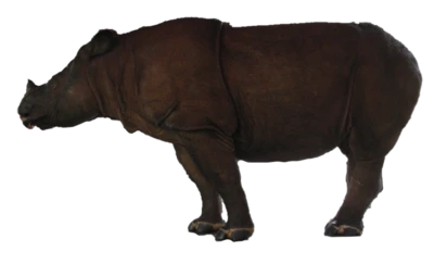 Javan Rhinoceros Side Profile Clipart