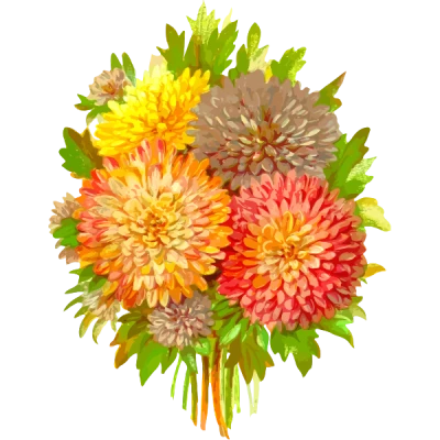 Bouquet Of Colorful Chrysanthemum Flowers Transparent Background