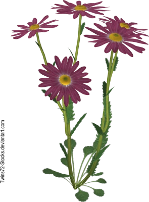 Purple Daisy Flowers 3D Render Free PNG