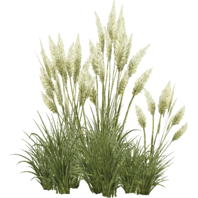 Pampas Grass Reed Clump PNG Image