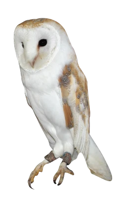 Barn Owl Standing Clipart