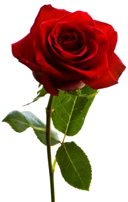 Single Red Rose With Stem Free PNG
