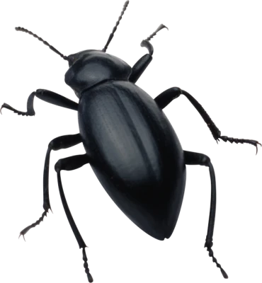 Black Beetle Bug Transparent Background