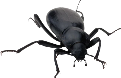 Black Beetle Insect PNG Image