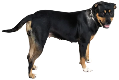 Black Dog Standing Free PNG