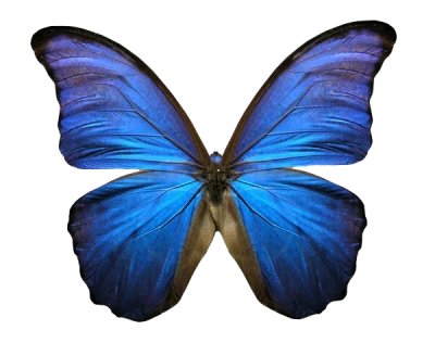 Blue Morpho Butterfly Free PNG