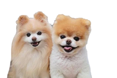 Two Pomeranian Dogs Cute PNG Image