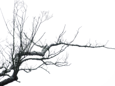 Bare Winter Tree Branch PNG Image