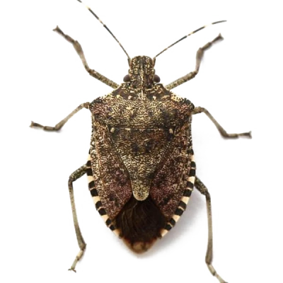 Brown Stink Bug Clipart