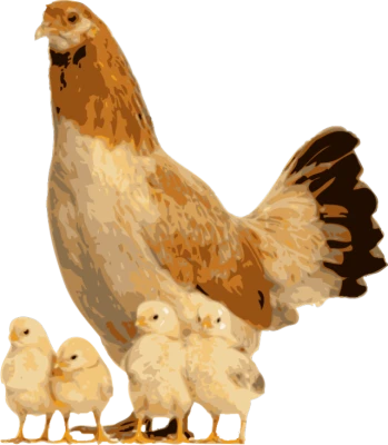 Brown Hen And Chicks PNG Image