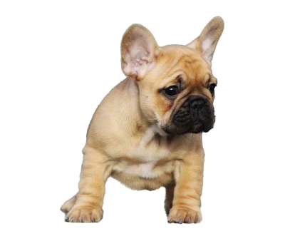 French Bulldog Puppy PNG Image