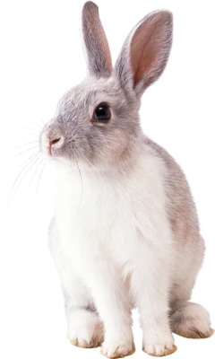 Cute Grey Rabbit Free PNG