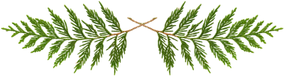 Cedar Evergreen Branches Border Clipart