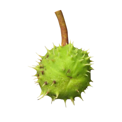 Green Chestnut With Husk Free PNG