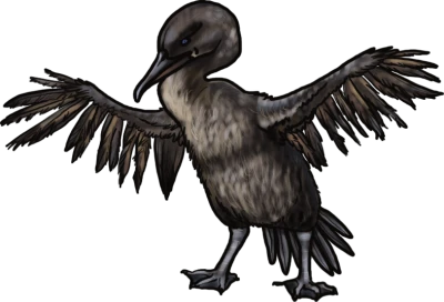 Cormorant Bird Drawing Clipart
