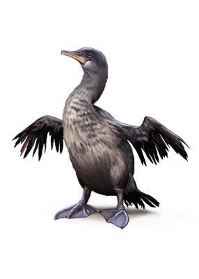 Realistic Cormorant Bird Free PNG
