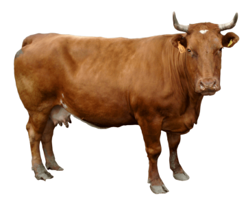 Animal PNG – Diverse & Realistic Transparent Images Download 3