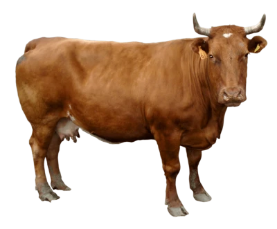 Animal PNG – Diverse & Realistic Transparent Images Download