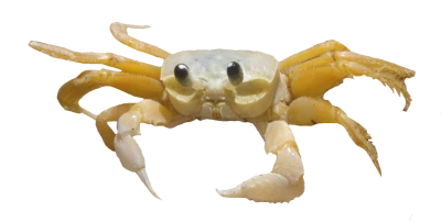 Ghost Crab Animal Free PNG