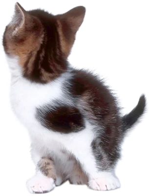 Kitten Looking Back Clipart