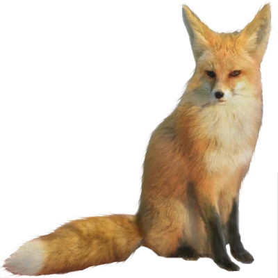 Red Fox Sitting Free PNG