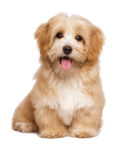 Animal PNG – Diverse & Realistic Transparent Images Download 8