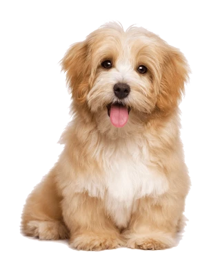 Animal PNG – Diverse & Realistic Transparent Images Download