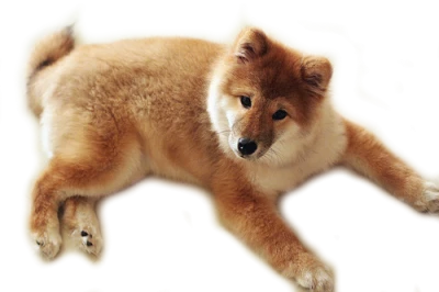 Fluffy Puppy Chow Chow PNG Clipart