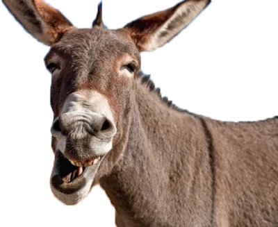 Real Donkey Smiling Face Free PNG
