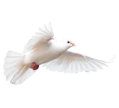 Flying White Dove PNG Clipart