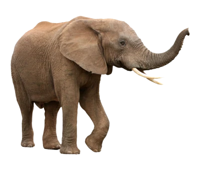 African Elephant Walking Free PNG