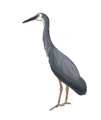 Great Blue Heron Painting PNG Clipart
