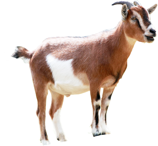 Animal PNG – Diverse & Realistic Transparent Images Download 11