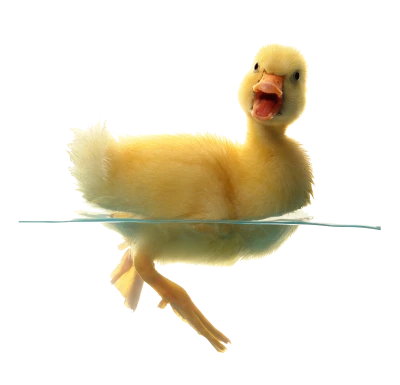 Cute Duckling In Water Free PNG