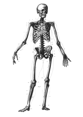 Human Skeleton Anatomy Free PNG