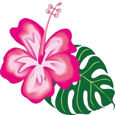 Pink Hibiscus Flower PNG Clipart