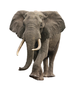 Animal PNG – Diverse & Realistic Transparent Images Download 15