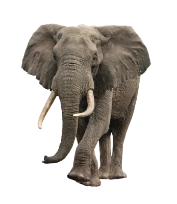 Animal PNG – Diverse & Realistic Transparent Images Download